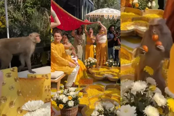 Monkey Business At Wedding: Mischievous Monkey Performs Food&hellip;