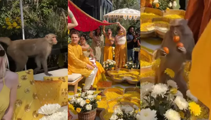 Monkey Business At Wedding: Mischievous Monkey Performs Food&hellip;