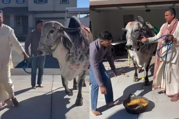 Indian-Origin Family In California Brought A Cow For&hellip;