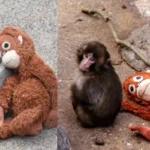 Who Is Punch The Monkey? Carries An Orange Plushie For Emotional Support After His Mother Left Him