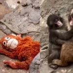 Punch The Monkey Has Outgrown Attachment With His Orange Plushie, Found A New Best Friend, Mo