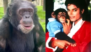 Michael Jackson’s Pet Bubbles, The Truth About The&hellip;