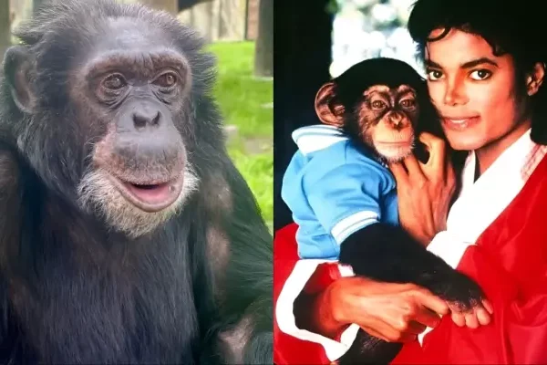 Michael Jackson’s Pet Bubbles, The Truth About The&hellip;