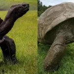 Jonathan The 193-Year-Old Tortoise Dead? World’s Oldest Tortoise Subjected To Death Hoax