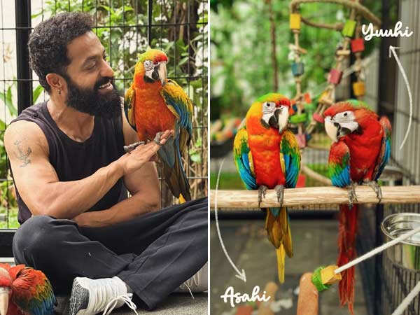 Jr NTR Introduces Pet Macaws Asahi and Yuuhi on His Birthday