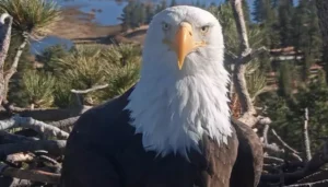 Jackie The Eagle Dies At 14, Internet’s Favorite&hellip;