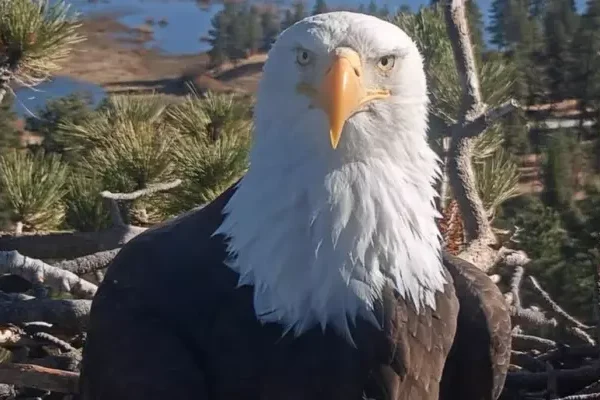 Jackie The Eagle Dies At 14, Internet’s Favorite&hellip;