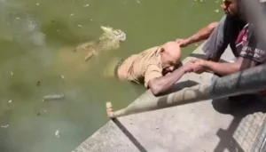 Crocodile Caretaker Dies After Being Attacked, Harrowing Video&hellip;